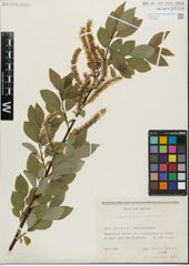 Foto von Salix glabra Scop. x Salix nigricans Sm.